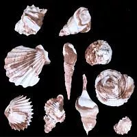 Сахарная фигурка "Ракушки", 10-40мм, 10шт